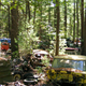 Illustration for article titled Massive Secret Mustang Junkyard Found In Rhode Island Forest